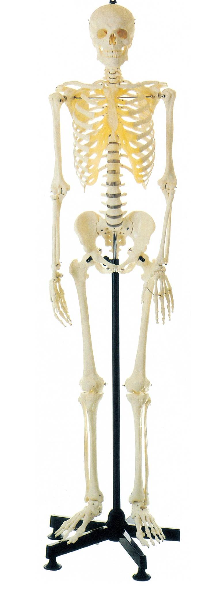 HUMAN SKELETON LIFE-SIZE (MALE) 180CMS TALL