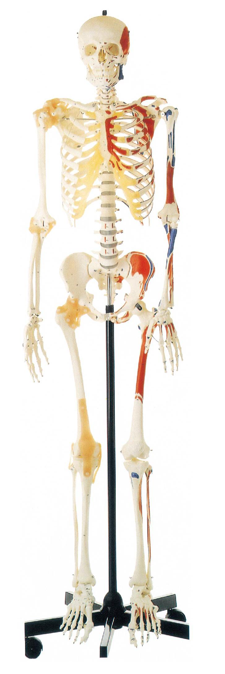 DELUX LIFE-SIZE HUMAN SKELETON COLORED 170CMS TALL WITH ENTHESIS OF MUSCLES