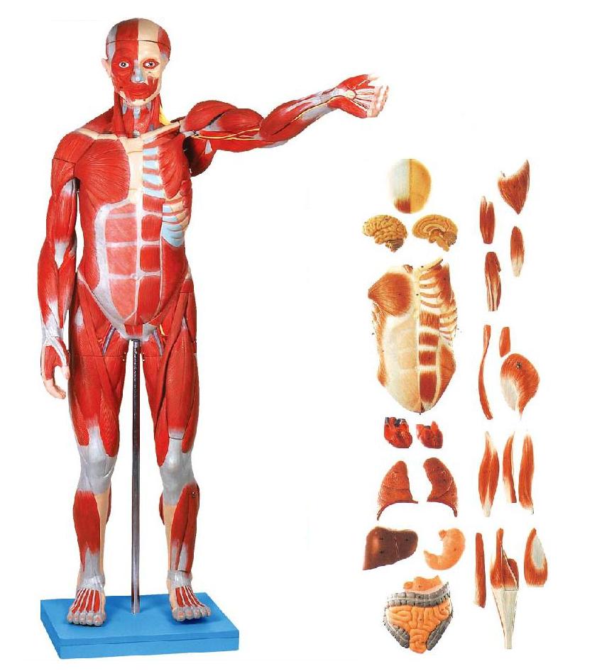 MALE MUSCLE FIGURE WITH INTERNAL ORGANS (SOFT)