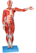 MALE MUSCLE FIGURE 2 PARTS (HARD)