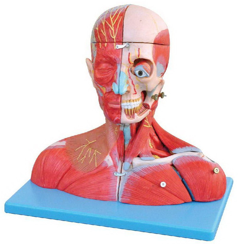 MUSCULAR MODEL OF HEAD & NECK WITH VESSELS, NERVES & BRAIN - 19 PARTS (SOFT)
