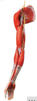 MUSCLE OF ARM WITH MAIN VESSELS & NERVES (SOFT)