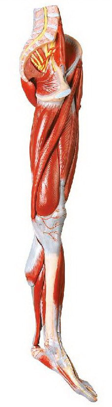 MUSCLES OF LEG WITH MAIN VESSELS & NERVES (SOFT)
