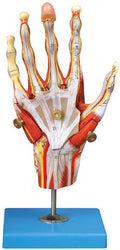MUSCLES OF HAND WITH MAIN VESSELS & NERVES (SOFT)