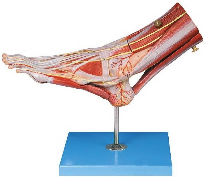 MUSCLES OF FOOT WITH MAIN VESSELS & NERVES (SOFT)