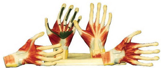 PALM ANATOMY