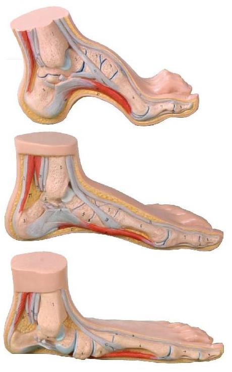 NORMAL, FLAT & ARCHED FOOT ANATOMY