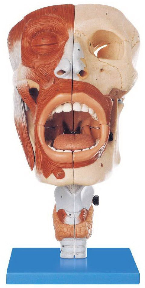 NASAL, ORAL, PHARYNX & LARYNX CAVITIES (SOFT)