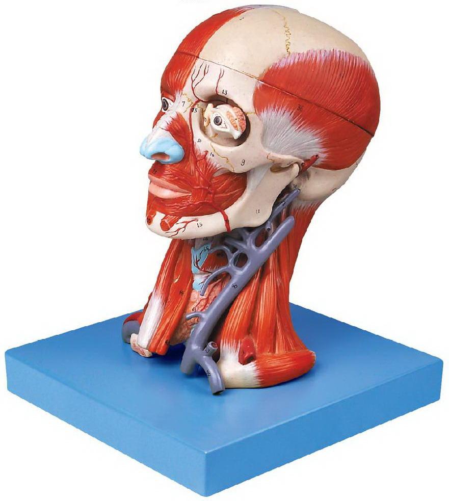 HEAD WITH MUSCLES (SOFT)