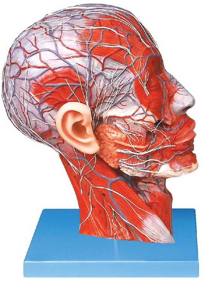 HALF MUSCULAR HEAD WITH VESSELS (SOFT)