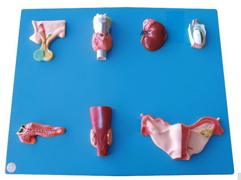 ENDOCRINE ORGAN (SOFT)