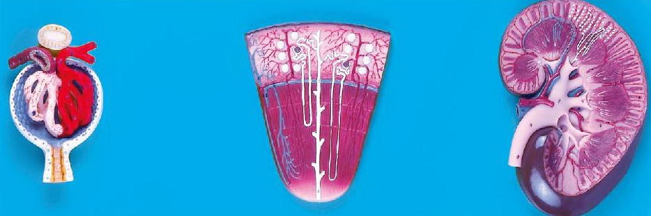 KIDNEY, NEPHRON & GLOMERULUS (SOFT)