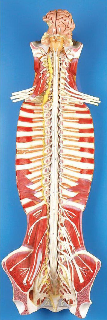 SPINAL CORD IN THE SPINAL CANAL (SOFT)