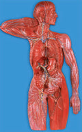 LYMPHATIC SYSTEM (SOFT)