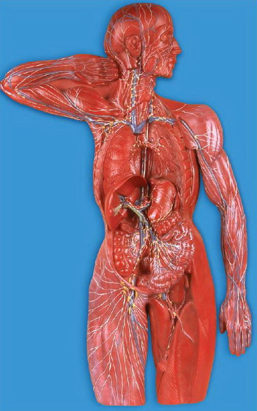 LYMPHATIC SYSTEM (SOFT)
