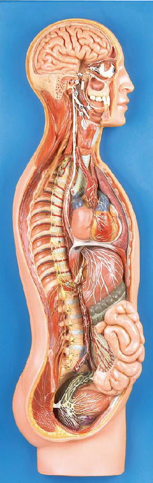 SYMPATHETIC NERVOUS SYSTEM (SOFT)