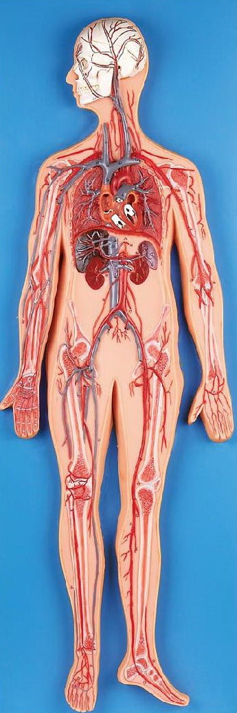 BLOOD CIRCULATORY SYSTEM (SOFT)