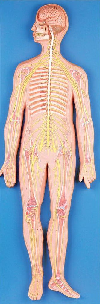 NERVOUS SYSTEM (SOFT)