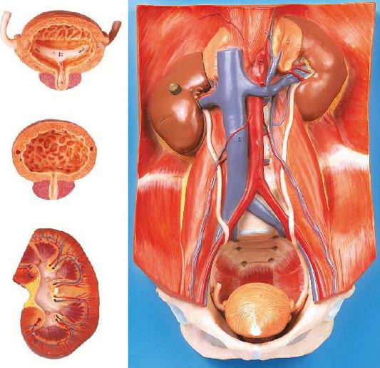 URINARY SYSTEM (SOFT)