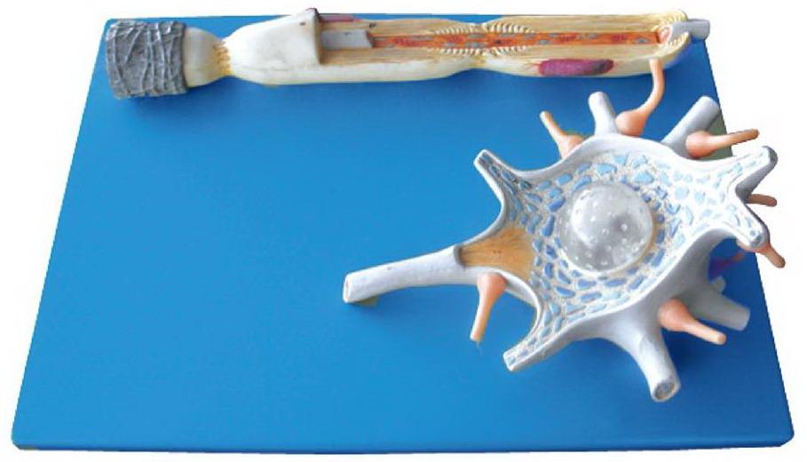 NEURON (SOFT)