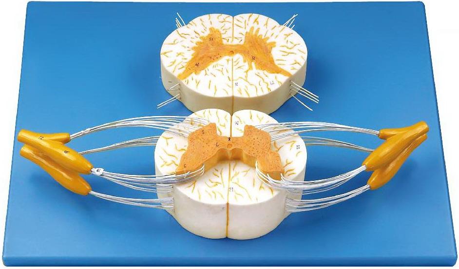 SPINAL CORD WITH NERVE BRANCHES (SOFT)