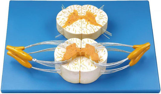 SPINAL CORD WITH NERVE BRANCHES (SOFT)