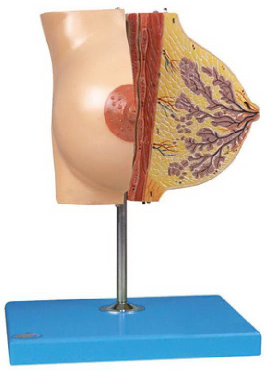MAMMARY GLAND IN RESTING PERIOD