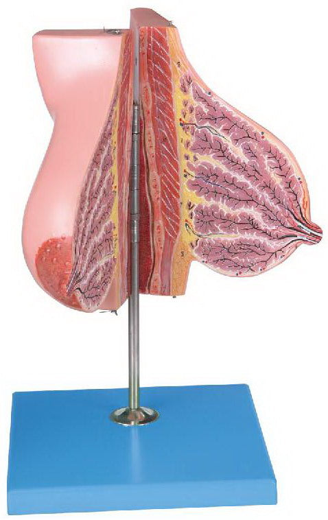 MAMMARY GLAND IN LACTATION