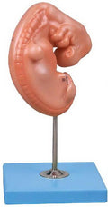 EMBRYO (SOFT)