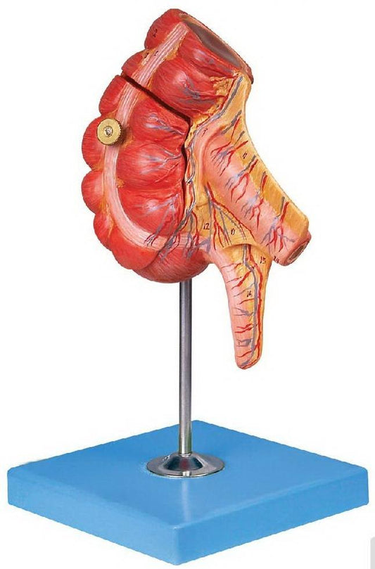 APPENDIX & CAECUM (SOFT)