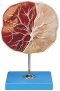 PLACENTA MODEL (SOFT)