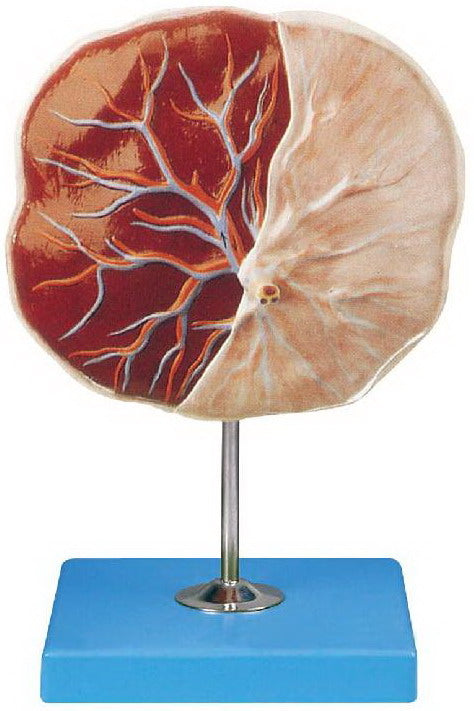 PLACENTA MODEL (SOFT)