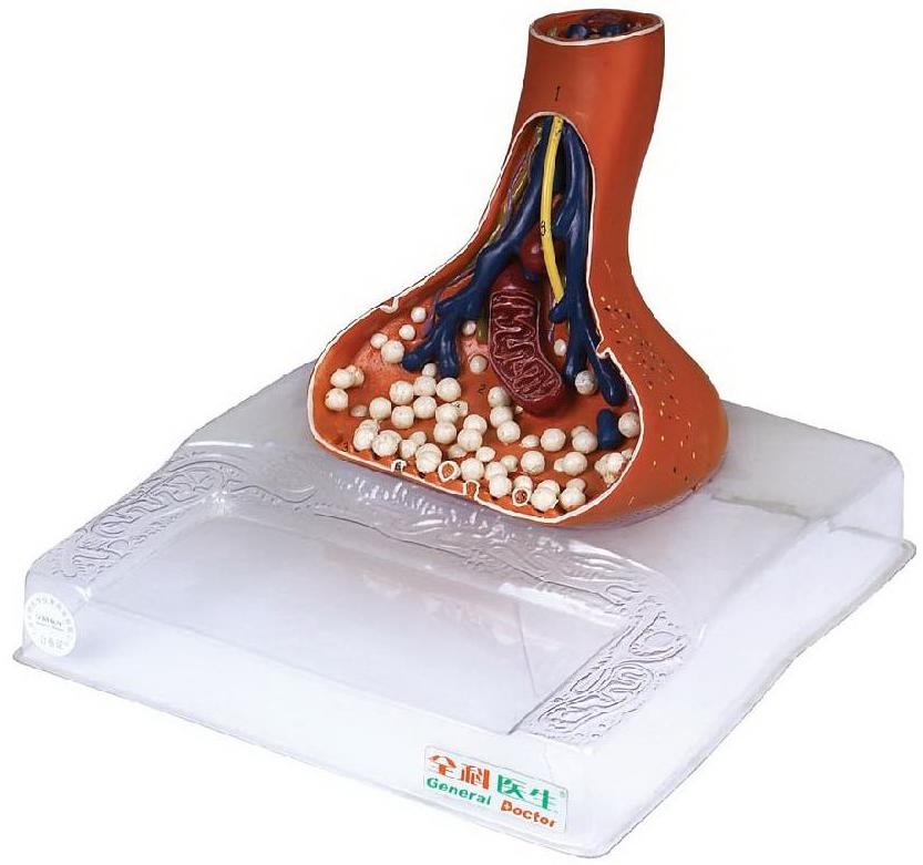 SPINAL CORD IN THE SPINAL CANA