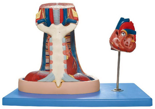 MEDIASTINUM MODEL