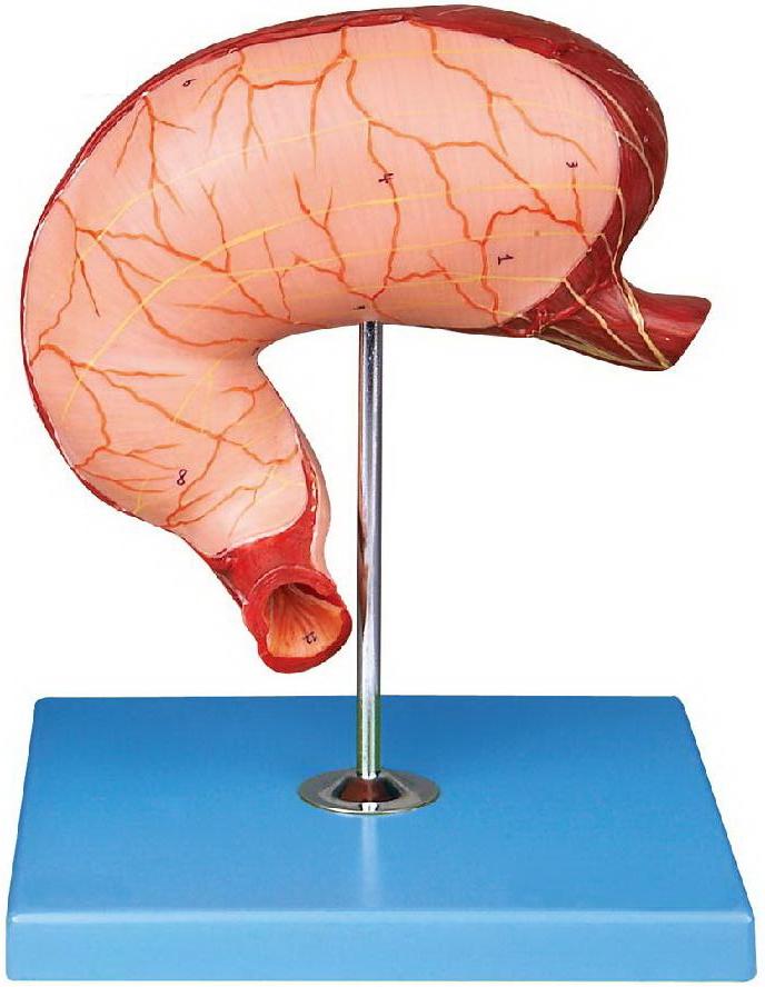 HUMAN STOMACH (SOFT)