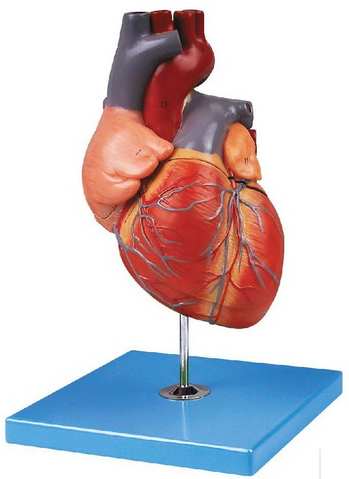 ANATOMICAL MODEL OF HUMAN HEART (SOFT)