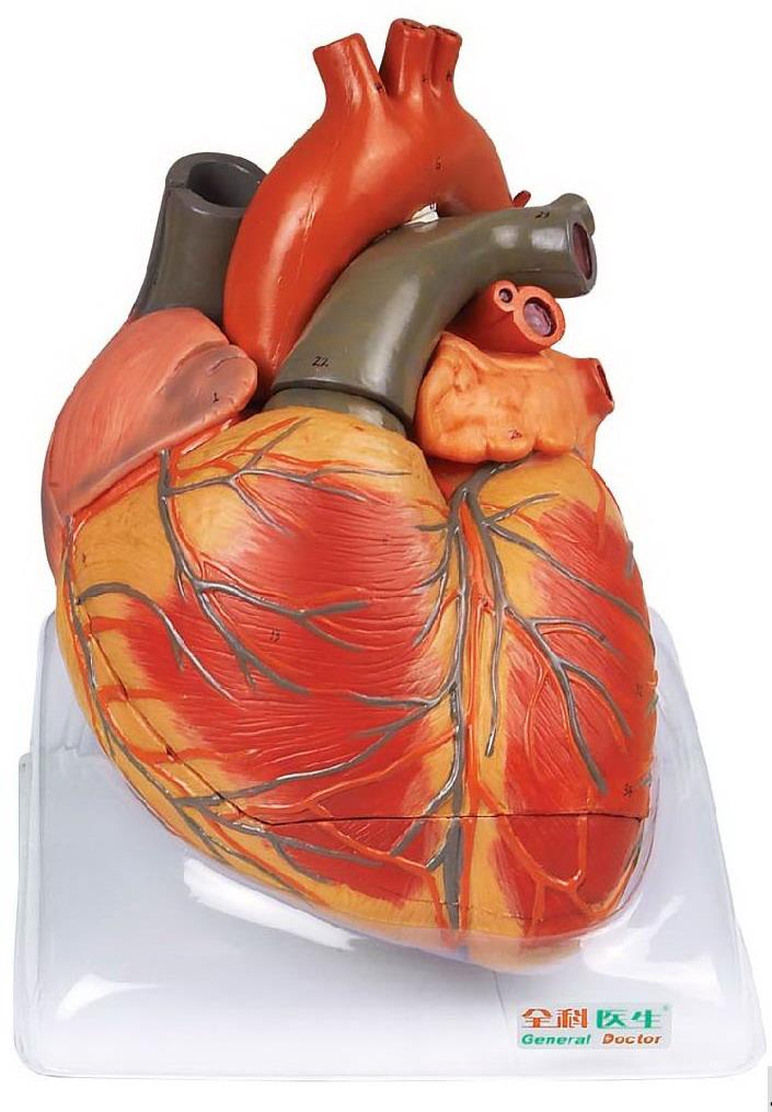 ADVANCED ANATOMICAL MODEL OF HUMAN HEART (SOFT)