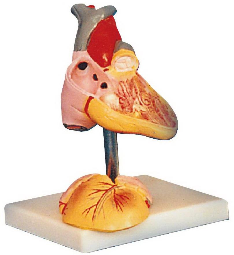 ADVANCED ANATOMICAL MODEL OF CHILD HEART (SOFT)