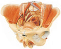 ADVANCE MODEL OF FEMALE PELVIS WITH  MUSCLES & GENITAL ORGANS (SOFT)