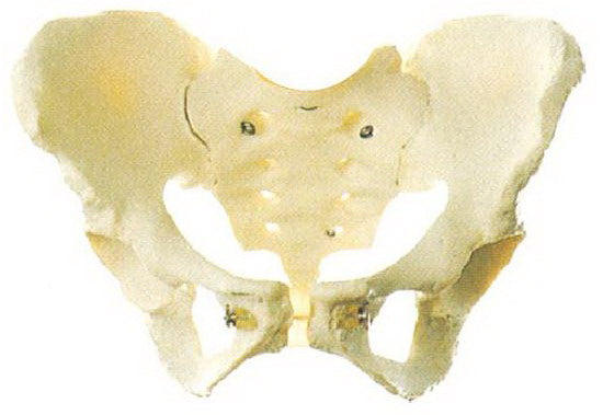 ADULT FEMALE PELVIS