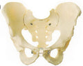 ADULT MALE PELVIS