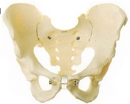 ADULT MALE PELVIS