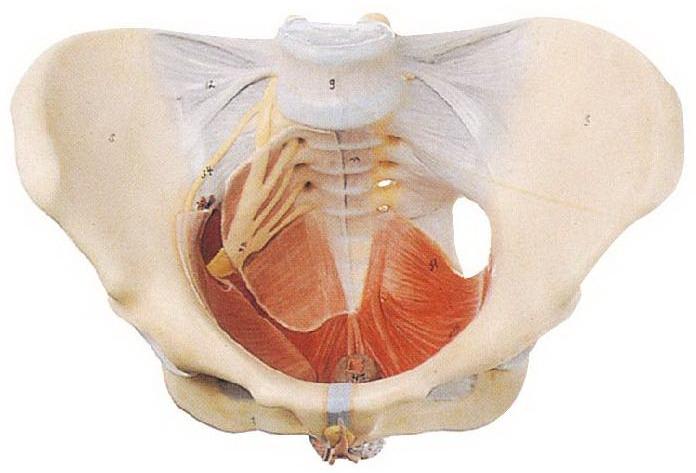 FEMALE PELVIS WITH MUSCLES & SOFT ORGANS