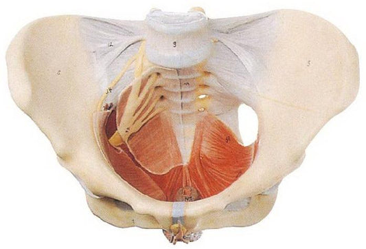 FEMALE PELVIS WITH MUSCLES & SOFT ORGANS