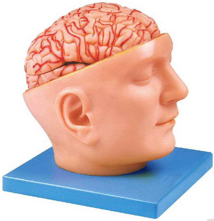 ADVANCE MODEL OF HUMAN HEAD WITH BRAIN & ARTERIES (SOFT)