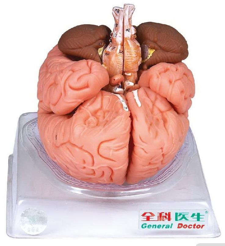 BRAIN (SOFT)
