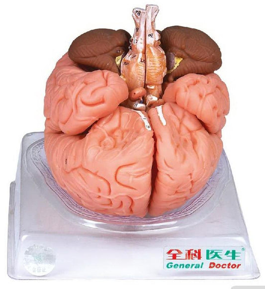 BRAIN (SOFT)