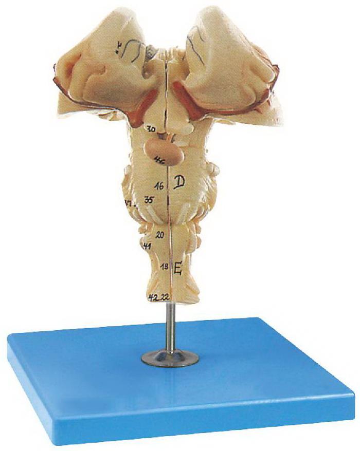 BRAIN STEM (SOFT)