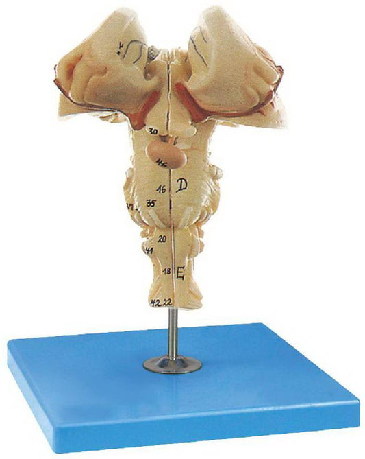 BRAIN STEM (SOFT)