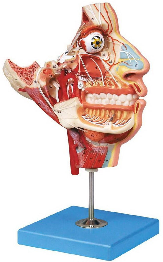 NERVES & VESSELS IN THE FACIAL SKULL